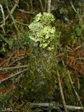 Usnocetraria oakesiana image