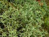 Cladonia furcata image