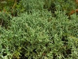 Cladonia furcata image