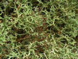 Cladonia furcata image