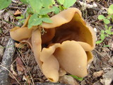 Peziza repanda image