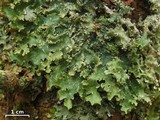 Punctelia caseana image