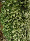 Punctelia caseana image