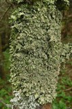Punctelia caseana image