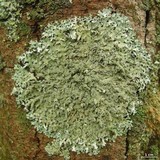 Hypotrachyna croceopustulata image
