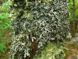 Hypotrachyna revoluta image