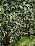 Hypotrachyna revoluta image