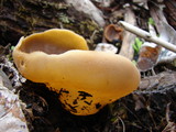 Peziza repanda image
