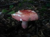 Russula rosea image
