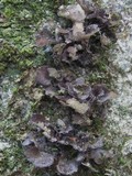 Sticta sylvatica image