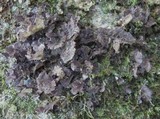Sticta sylvatica image