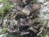 Sticta sylvatica image