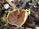 Peziza repanda image