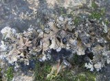 Sticta sylvatica image