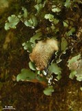 Image of Cetrelia monachorum
