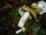 Russula violeipes image