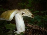 Russula violeipes image