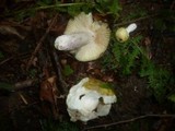 Russula violeipes image