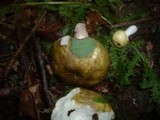 Russula violeipes image