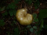 Russula violeipes image