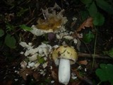 Russula violeipes image