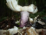Russula violeipes image
