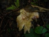 Russula violeipes image