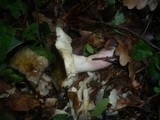 Russula violeipes image