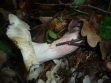 Russula violeipes image