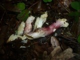 Russula violeipes image