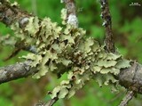Usnocetraria oakesiana image