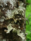 Lobaria scrobiculata image