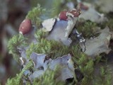 Peltigera horizontalis image