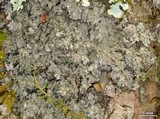 Pannaria tavaresii image