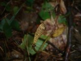 Phaeobotryosphaeria visci image