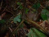 Phaeobotryosphaeria visci image