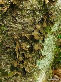 Sticta sylvatica image