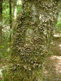 Sticta sylvatica image