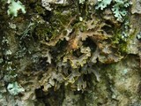 Pseudocyphellaria perpetua image