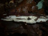 Tubulicrinis gracillimus image