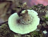 Mycorrhaphium adustum image