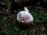 Agaricus dulcidulus image