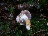 Agaricus dulcidulus image