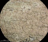 Ochrolechia arborea image