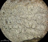 Ochrolechia arborea image