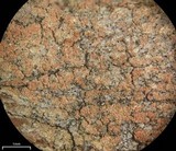 Image of Phlyctis speirea