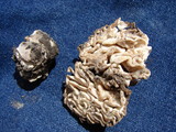 Geopora cooperi image