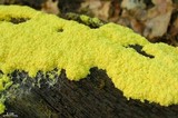 Fuligo septica image