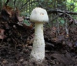 Amanita rhopalopus image