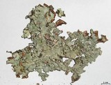 Image of Canomaculina subsumpta